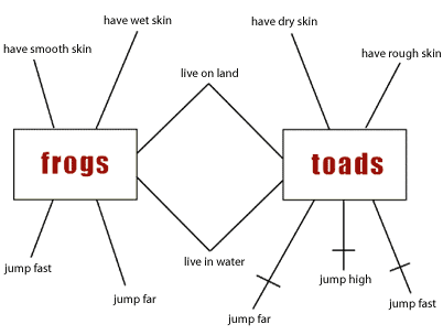 Mind map for frogs and toads